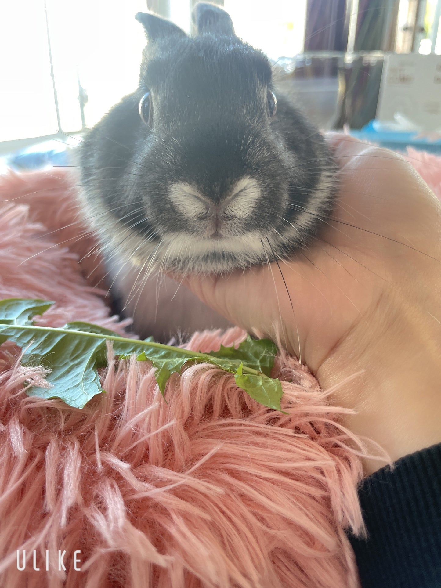 Angora cross Netherland Dwarf bunnies are available now