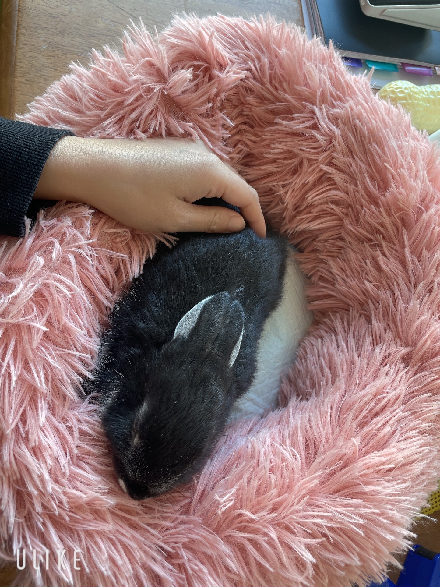 Angora cross Netherland Dwarf bunnies are available now