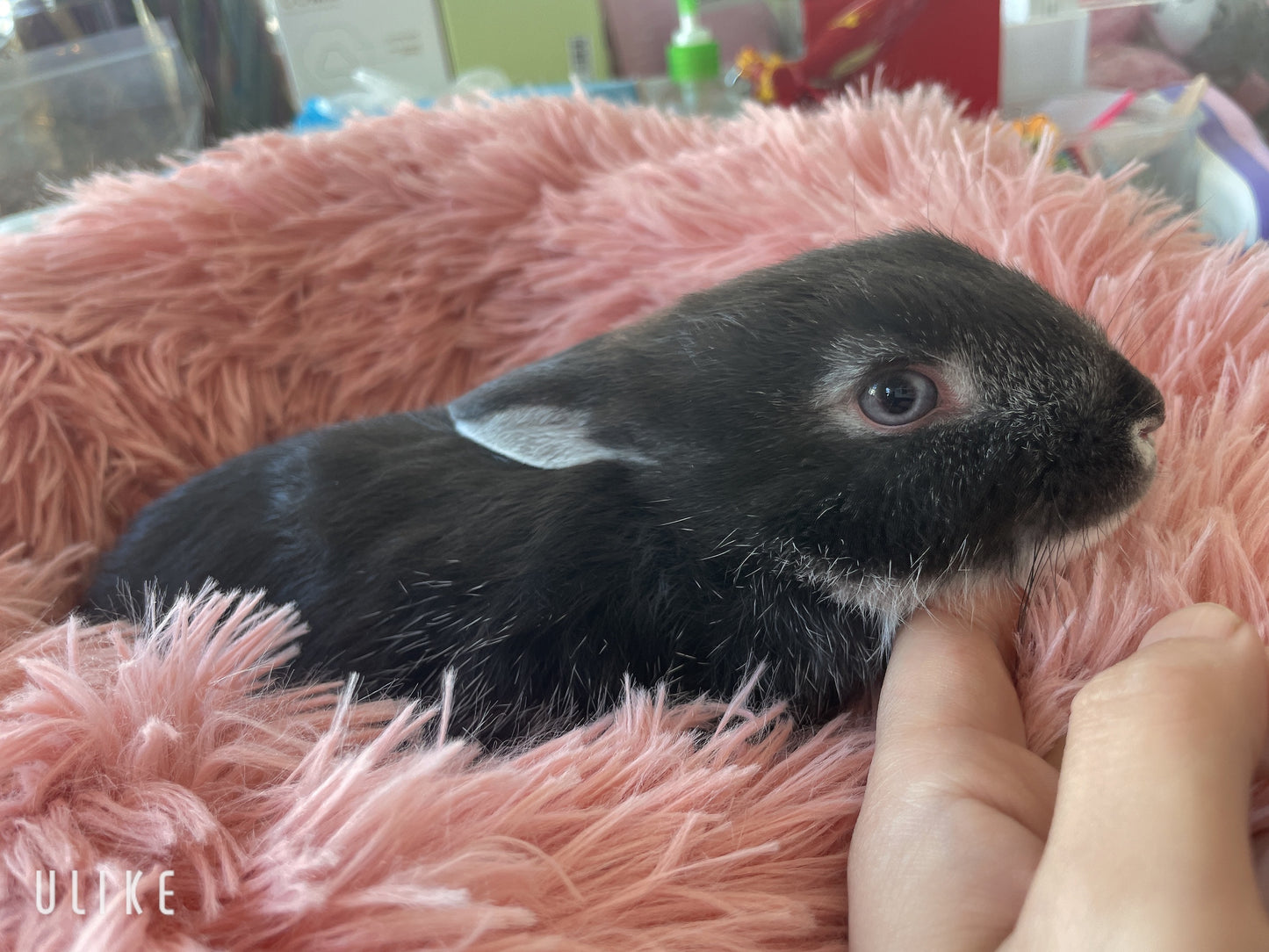 Angora cross Netherland Dwarf bunnies are available now