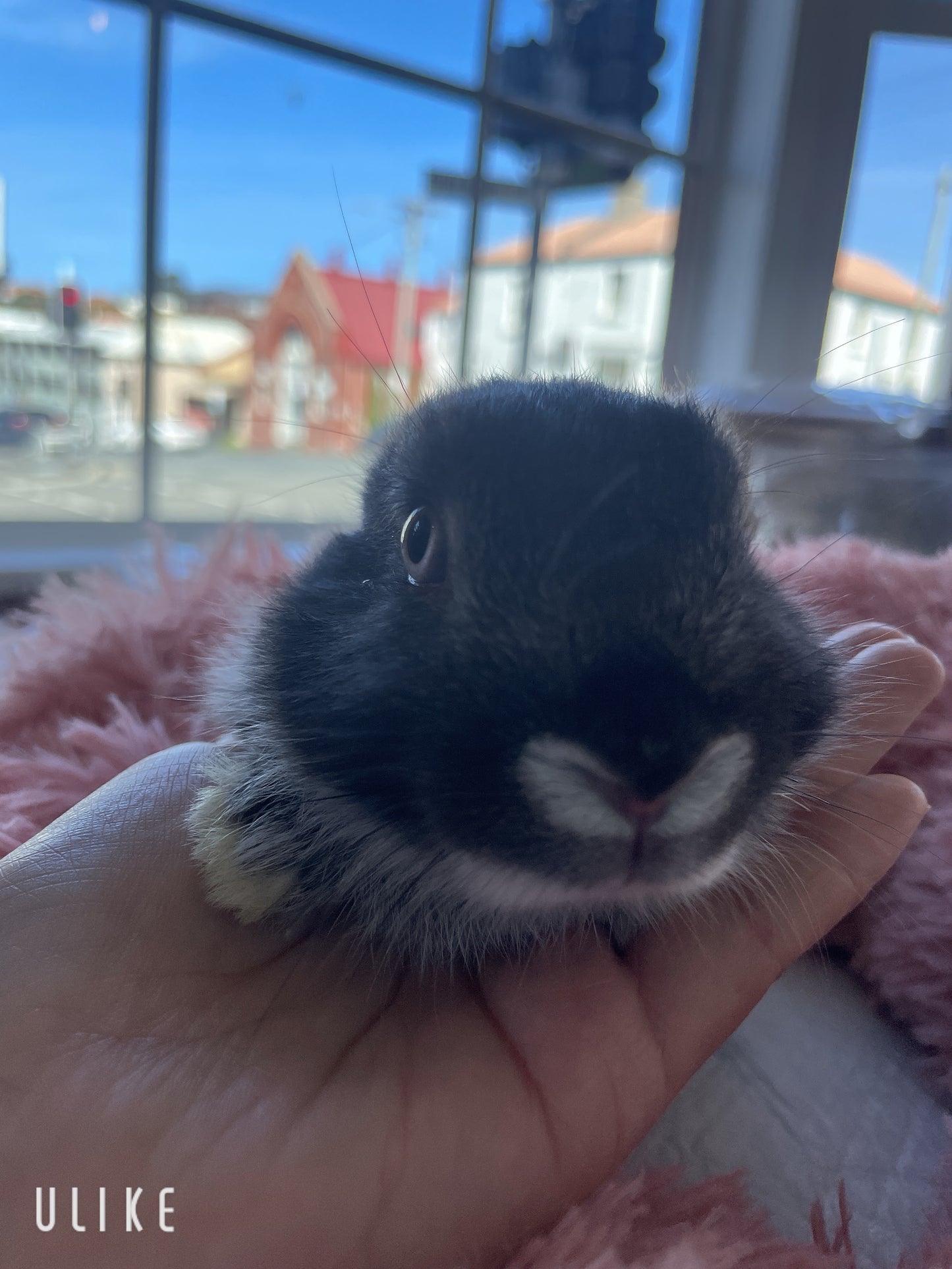 Angora cross Netherland Dwarf bunnies are available now