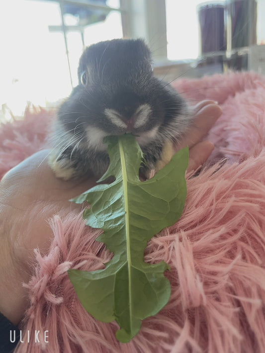 Angora cross Netherland Dwarf bunnies are available now